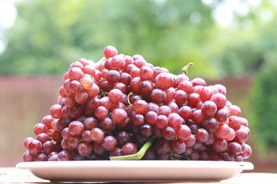Close-up of grapes on plant