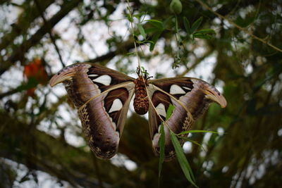 Close-up of butterfly on flower