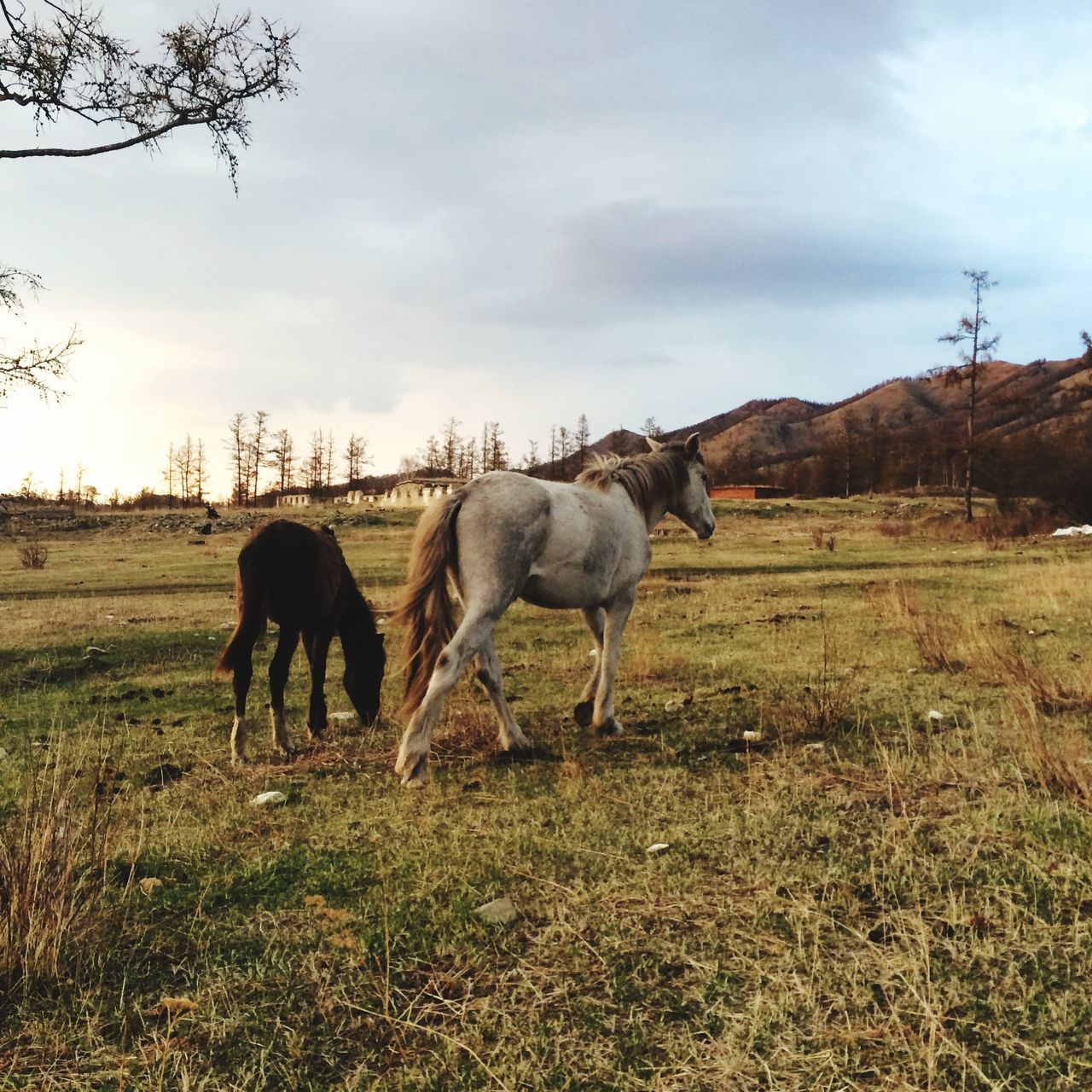 animal themes, livestock, domestic animals, horse, field, mammal, grazing, landscape, sky, grass, herbivorous, standing, pasture, rural scene, cow, working animal, nature, full length, two animals, domestic cattle