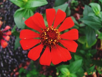 Close-up of red flower blooming outdoors