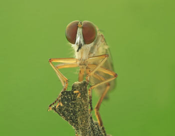 Close-up of insect on leaf