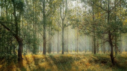 Trees in forest during autumn