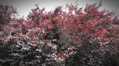 Red flowers growing on tree