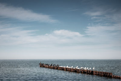 Birds perching on wooden posts in sea against sky