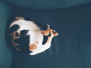 High angle view of cat resting on sofa