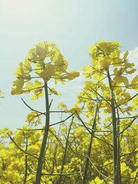 Low angle view of yellow flowers