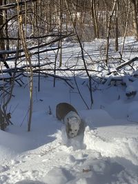View of dog on snow covered land