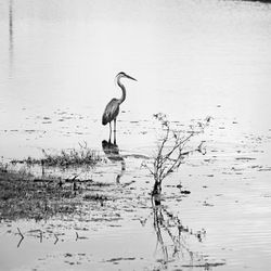 View of birds on lake