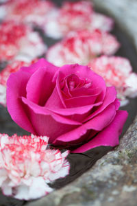 Close-up of pink rose flower