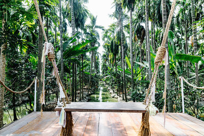 Palm trees in swimming pool