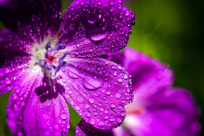 Close-up of wet purple flowers blooming at park