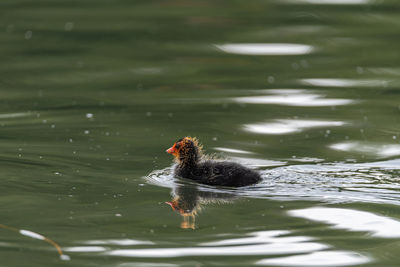 Bird swimming in a lake