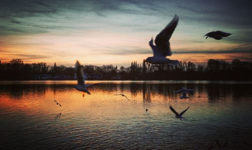 Bird flying over lake at sunset