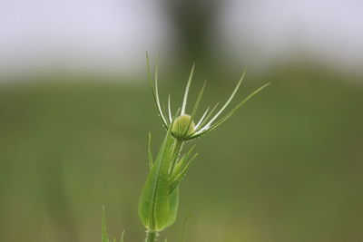 Close-up of insect on plant