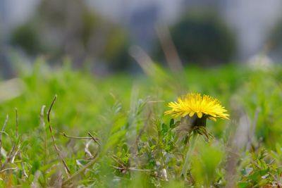 Close-up of yellow flowers blooming in field