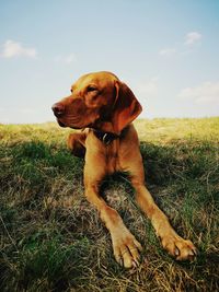 Dog looking away on field