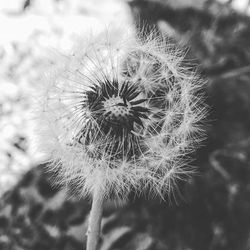 Close-up of dandelion flower