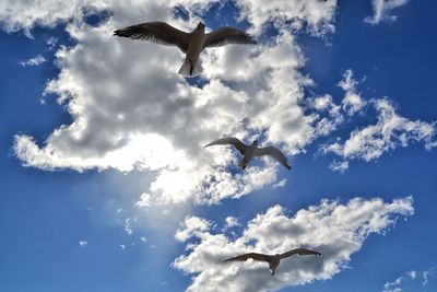 Low angle view of birds flying against sky