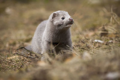 Close-up of an animal on field