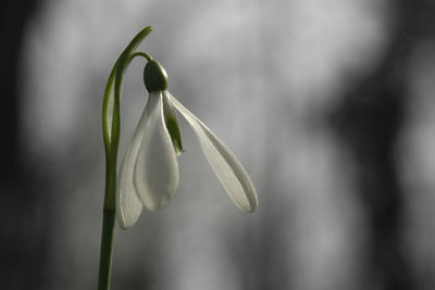 Close-up of white flowering plant