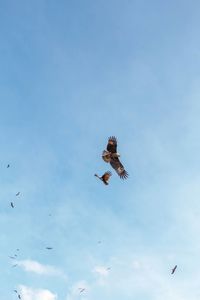 Low angle view of bird flying against sky