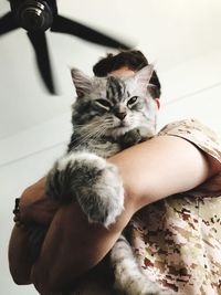 Cat relaxing on hand