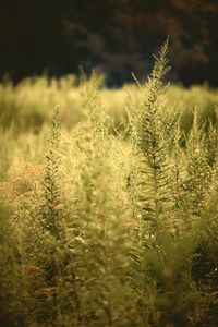 Close-up of stalks in field
