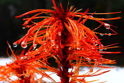 Close-up of red flowering plant