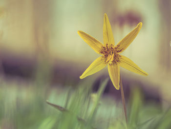 Close-up of yellow flower