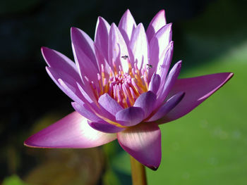 Close-up of purple water lily