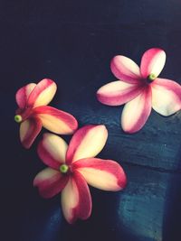 Close-up of pink flower over black background