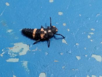 High angle view of bee on leaf