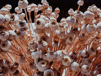 Full frame shot of seashells
