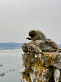 Monkeys sitting on rock against sky