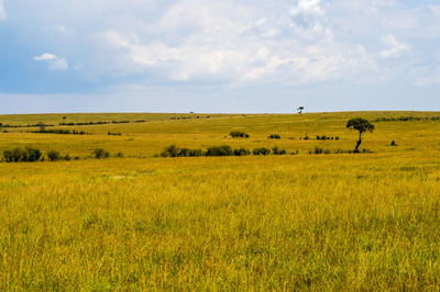 Scenic view of field against sky