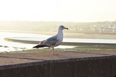 Seagull perching on retaining wall against lake