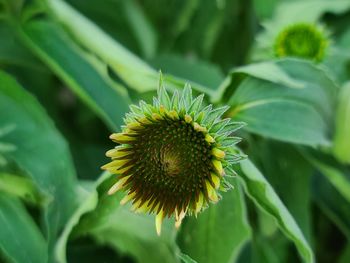 Close-up of sunflower on plant
