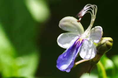 Close-up of purple flowering plant