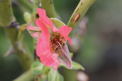 Close-up of flower against blurred background