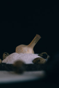 Close-up of mushrooms against black background