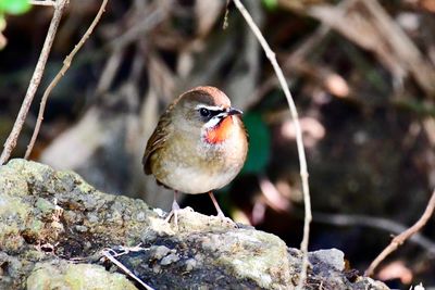 Close-up of bird perching on rock