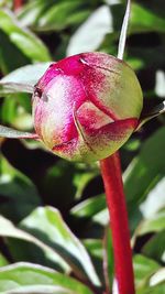 Close-up of pink rose growing on plant