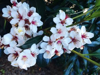 Close-up of white flowers