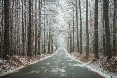 Road amidst trees in forest during winter