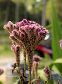 Close-up of pink flowering plant