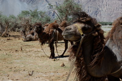 Bactrian camels standing on land