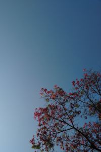 Low angle view of flowering tree against blue sky