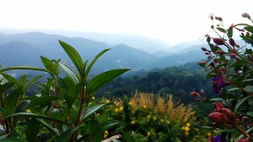 Plants and mountains against sky