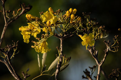 Close-up of flowering plant