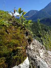 Plants growing on rock against sky